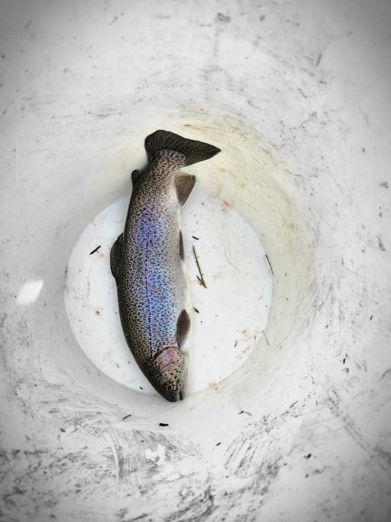 Orndorff's Rainbow Trout Farm